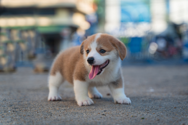 Štěňátko Corgi 